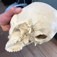 skull6.webp Human skull
