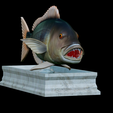 Dentex-mouth-statue-11.png fish Common dentex / dentex dentex open mouth statue detailed texture for 3d printing
