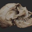 F3.jpg Homo heidelbergensis Skull