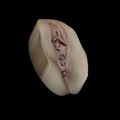 vscan2-0.png Fichier STL Vagina Scan # 2・Design pour imprimante 3D à télécharger