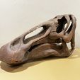 IMG_0997.jpg Edmontosaurus skull - Dinosaur