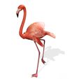 APNG.jpg DOWNLOAD Flamingo 3D MODEL ANIMATED - BLENDER - 3DS MAX - CINEMA 4D - FBX - MAYA - UNITY - UNREAL - OBJ -  Flamingo DINOSAUR DINOSAUR Flamingo DINOSAUR BIRD