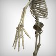 View7.jpg Human Skeletal System