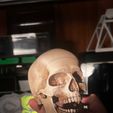 468222a7-caa4-462e-a5cb-52812d53e4b2.jpg articulated human skull skull