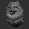 8.jpg Pomeranian head