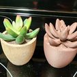 20230408_201401.jpg Small Pachyphytum potted plant