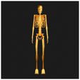 Skeleton-3D-Model.jpg Skeleton 3D Model