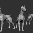 doberman-model-stl-3d-model-7949228bc4.jpg Dobermann Modell STL