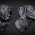 weimaraner-grey-1.jpg Weimaraner Dog Anatomy
