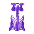 STL - Bones2.stl 3D Model of Gastrointestinal Tract with Bones