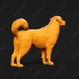 366-Anatolian_Shepherd_Dog_Pose_01.jpg Anatolian Shepherd Dog 3D Print Model Pose 01
