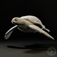 Preview2.png Green sea turtle
