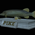 Pike-statue-14.png fish Northern pike / Esox lucius statue detailed texture for 3d printing