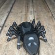 IMG_3026-1.jpg STL file Articulated Jumping Spider _ Print-In-Place Jumping Spider・3D printing design to download