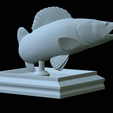 zander-open-mouth-tocenej-32.png fish zander / pikeperch / Sander lucioperca trophy statue detailed texture for 3d printing
