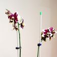 Gross-Orchdee-2.jpg Hydro potted orchid / Hydro pot orchid