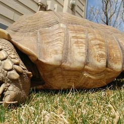 0410181342i.jpg Sulcata tortoise shell