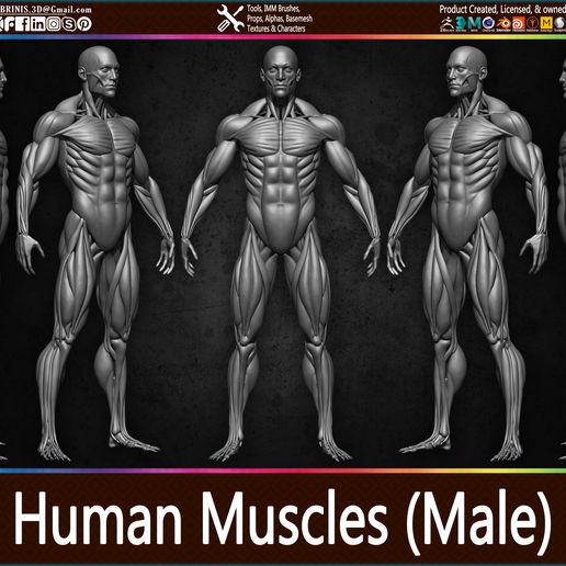 ♂️ Highly Detailed Human Muscles (Male)・ 3D File for 3D printing・Cults