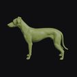 vinegar_dog_0013.jpg Vinegar Dog