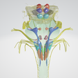 BRAIN-STEM-WITH-CRANIAL-NERVES-AND-NUCLEI-2.png 32-part Brainstem & Midbrain 3D Model with Full Cranial Nerves and Nuclei