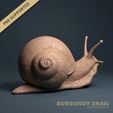 720X720-render-2.jpg Burgundy Snail