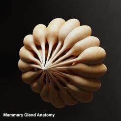 mammary_gland.jpg 3D file Mammary Gland Anatomy・3D printer model to download