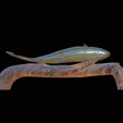 pstruh-14.png rainbow trout underwater statue on the wall detailed texture for 3d printing