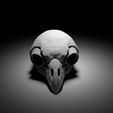 scene_crane_hibou_1_3.jpg "Owl Skull" : 3D file for sale