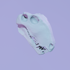 dime-render.png Fichier STL Porte-clés tête de mort Dimetrodon・Design pour impression 3D à télécharger