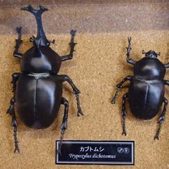 DSC05586-1200.jpg Free STL file Japanese rhinoceros beetle (Trypoxylus dichotomus)・Model to download and 3D print