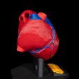 Heart-Anatomical-Model-6.jpg Heart Anatomical Model