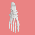 21.png SKELETON OF THE RIGHT FOOT 3D SEGMENTED