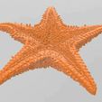 Starfish02.jpg Starfish, étoile de mer