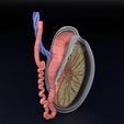 testis-anatomy-histology-3d-model-blend-37.jpg testis anatomy histology 3D model