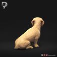 Dachshund-Wire-Haired-Pose-06-Dog-3D-Print-5s.jpeg Teckel à poil dur Pose 06