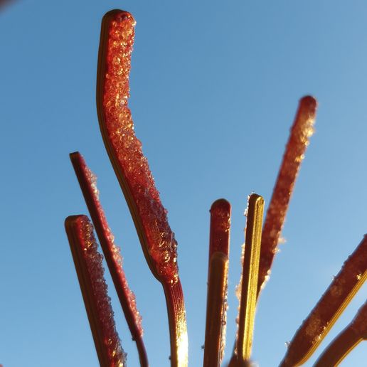 20230114_164133.jpg make a drosera capesis carnivorous plat