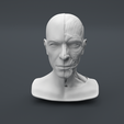 Facial-Anatomy_Main-Camera.png Anatomia dos músculos da cabeça 2.0