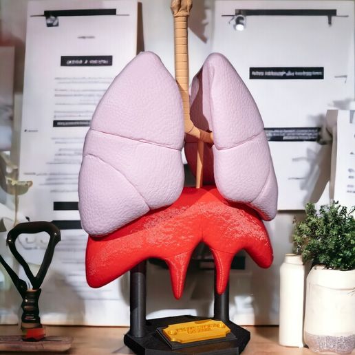 🫀 Lung Anatomical Model・ 3D File for 3D printing・Cults