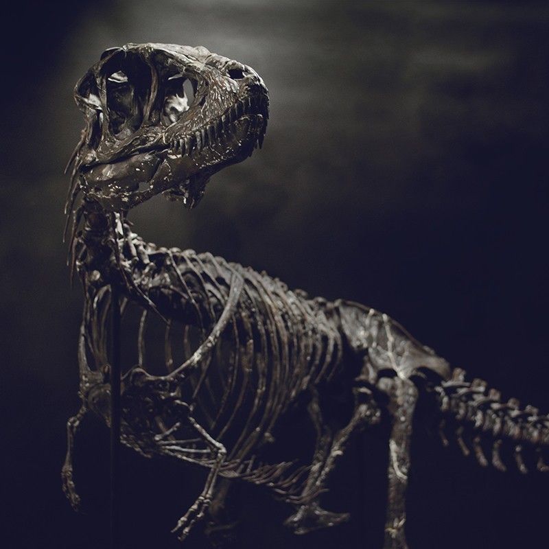 DSC_0325_Cults.jpg Download OBJ file Life size baby T-rex skeleton - Part 08/10 • 3D printing design, Inhuman_species