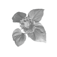 Flower-2.png Free STL file Sunflwer - Flower・Template to download and 3D print