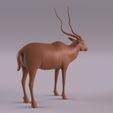 AddaxPr_0004.jpg Animales del desierto del Sáhara