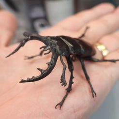 sae Free STL file Sawtoothed stag beetle・3D printing design to download