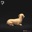 Dachshund-Miniature-Smooth-Haired-Pose-09-Dog-3D-Print-4s.jpeg Dachshund Miniature Smooth Haired Pose 09