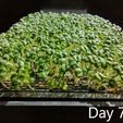 DAY7.jpg Seed germinator