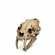 WhatsApp-Image-2026-06-12-at-13.16.30-4.jpeg 10 Skull STL Bundle | 3D Printable Skull Collection | Dragon, Human, Beast & Horned Skull Models | Instant Download