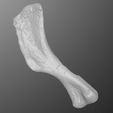 hadro_humerus_preview01.jpg Young Hadrosaur Humerus