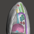 lung-6.png High resolution 3D lungs model with detailed anatomical impression
