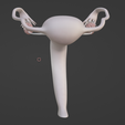 76.PNG.ad67565b67c8c4c8ffae03fe547684eb.png 3D Model of Female Reproductive System