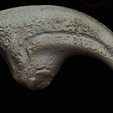 Allosaurus-Hand-Claw-Dinosaur-Fossil-Replica-3D-Print-File-STL-3.png Allosaurus Hand Claw - Dinosaur Fossil Replica - 3D Print File STL