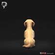 Dachshund-Miniature-Wire-Haired-Pose-04-Dog-3D-Print-5s.jpeg Dachshund Miniature Wire Haired Pose 04
